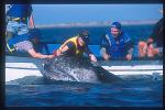 Gray Whales 04 love to be touched