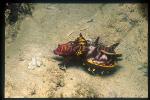 Hunting 109, Flamboyant Cuttlefish 03, feeding