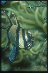 Mouth Brooding 02, Banggai Cardinal with two babies in mouth (eyes)