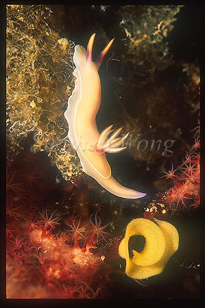 Nudibranch, Hypselodoris bullockii 01 laid eggs