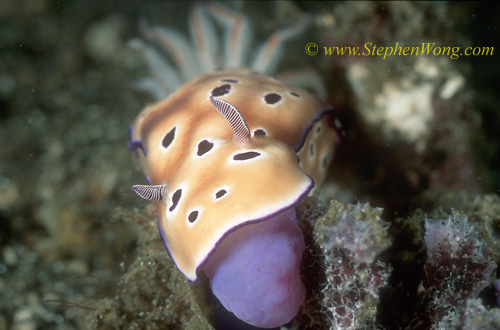 Nudibranch, Risbecia tryoni 02 50mm 0705 feeding or vomiting its gut out.