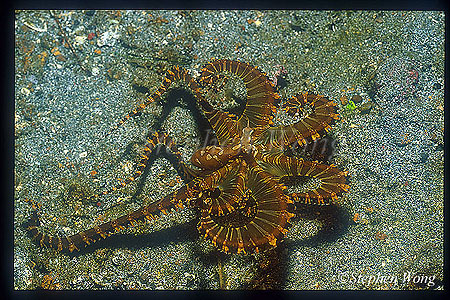 Octopus, Wunderpus 11 impersonating Lionfish 2003 04 08
