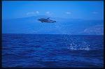Pacific Spotted Dolphins 109 high leap trying shake off the remora on body