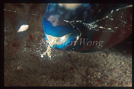 Parasitic Snail feeding on Parrotfish 01, fish cocoon sleeping
