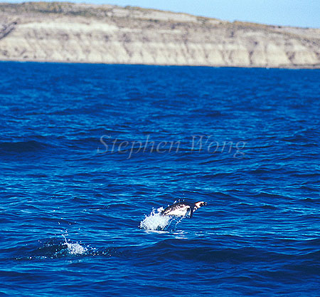Penguin, Magellanic Penguin 04 leaping in the air