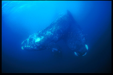 Southern Right Whales mating 01, female top