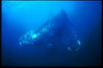 Southern Right Whales mating 01, female top