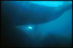 Southern Right Whales mating 02 Penis detaching from female