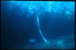 Southern Right Whales mating 03, free swinging 2.5m male organ