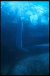 Southern Right Whales mating 04 shrinking male organ, probably water too cold