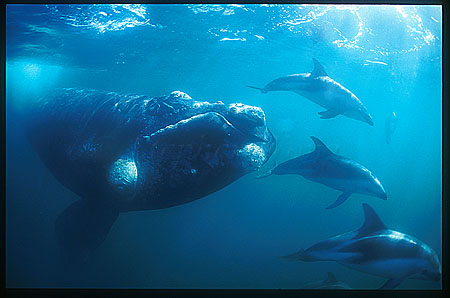 Southern Right Whale & Dusky Dolphins 04 plaing together