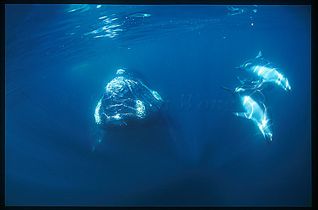 Southern Right Whale & Dusky Dolphins 05 playing together