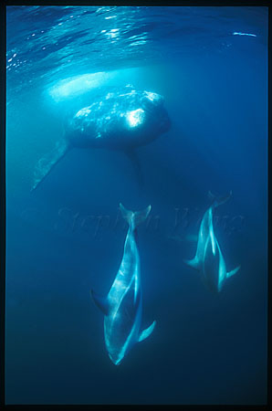 Southern Right Whale & Dusky Dolphins 06 playing together