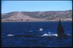 Southern Right Whale & Sea Gull 02 bird attacking baby (for food) 02