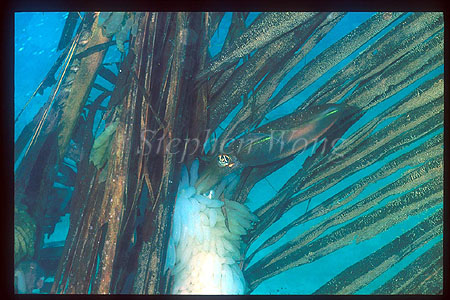 Squid, Bigfinned Reef Squid 09 laying eggs