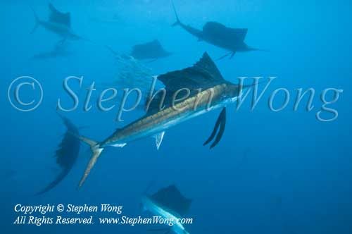 Sailfish 054t 0823