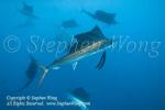 Sailfish 054t 0823