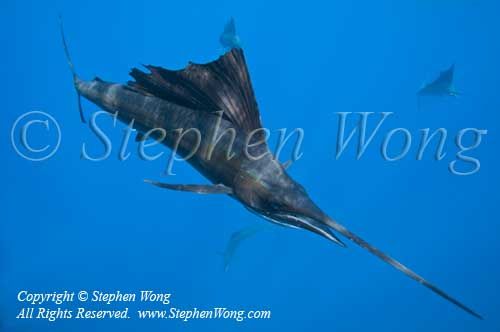Sailfish 101t 2517 Stephen WONG