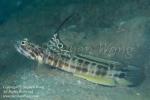 Shrimp Goby 57t Tomiyamichthys smithi, extremely RARE 0689 Stephen WONG