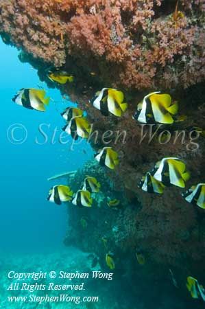 Bannerfish 14t 0190 copy