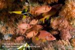 Soldierfish 03tc 0173 copy