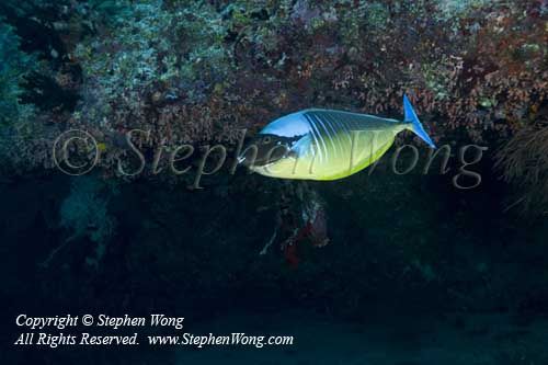 Surgeonfish 05t 5779 copy