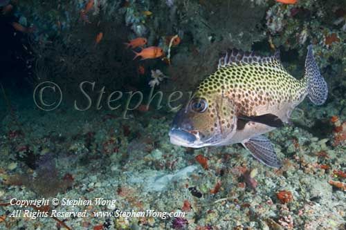 Sweetlips 01t 5869 copy