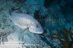 Sweetlips 03tc 5951 copy