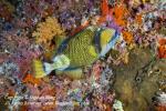 Triggerfish 01t Titan 5750 copy