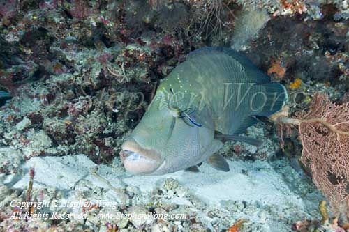 Wrasse 10tc Napolean 6378 copy