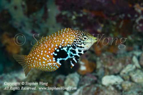 Wrasse 15tc2 Splendidus 0027 copy