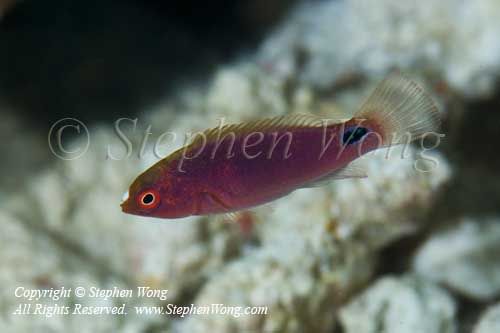 Wrasse 16tc2 0040 copy