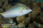 Wrasse 18t 0046 copy