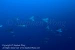 Eagle Ray 01tc2 5933 Stephen WONG