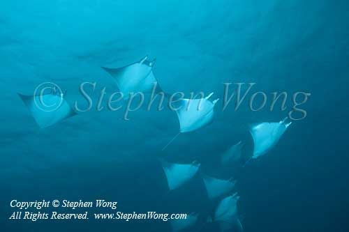 Mobula 13tc 6360 copy