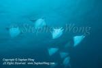Mobula 13tc 6360 copy