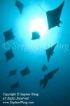 Mobula 17t 6458 copy