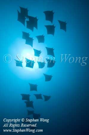 Mobula 26t 6514 copy