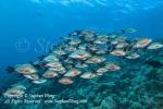 Snapper 10t Humpback 5735 copy