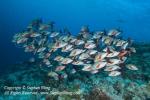 Snapper 11t Humpback 5744 copy