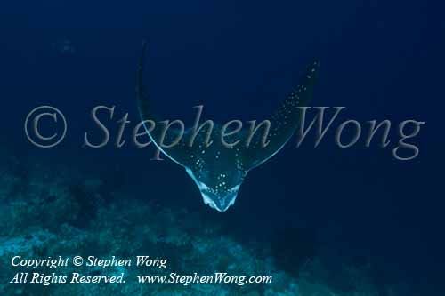 Eagle Ray 03tc 5559 copy