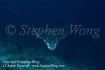 Eagle Ray 03tc 5559 copy
