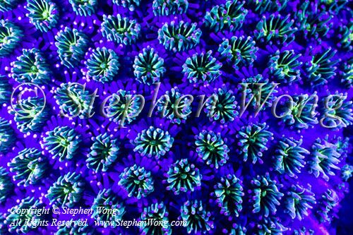 Coral 07t fluorescence 8379 Stephen WONG_01