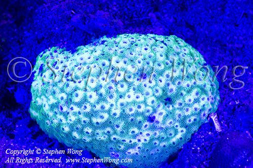 Coral 25t fluorescence 8632 Stephen WONG_01