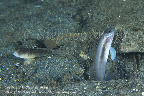 Goby 01tc2 Blue-Shrimp & Smiling Goby 9971 Stephen WONG