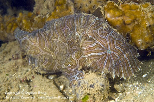 Frogfish 01t Psychedelic 6469 Stephen WONG