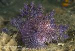 Scorpionfish 06t Rhinopias 6137 Stephen WONG