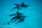 Bottlenose Dolphin 06t Spotted 7823 CKITA, Stephen WONG_01