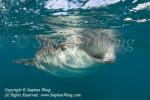 Whale Shark 07tc 2297 Stephen WONG_01