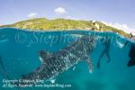 Whale Shark 43t boat & Takako 1026